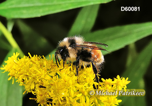 Tricolored Bumble Bee (Bombus ternaries)